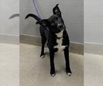 Small Labrador Retriever Mix