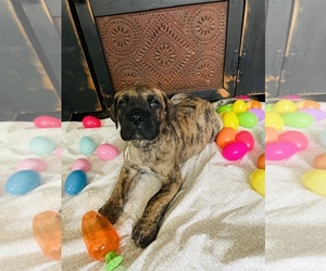 Great Dane Puppy for sale in HARRISBURG, PA, USA