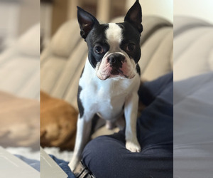 Father of the Boston Terrier puppies born on 11/21/2025