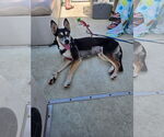 Small #3 Huskies  Mix