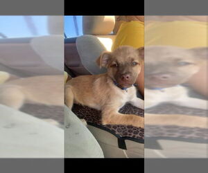 Titto - Male Chiranian Dog for Adoption - Photo #18