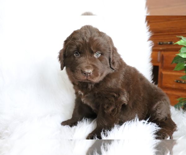 Medium Photo #4 Newfoundland Puppy For Sale in SHILOH, OH, USA