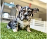 Small Photo #5 French Bulldog Puppy For Sale in SAN MATEO, CA, USA