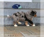 Small #3 Bernedoodle (Miniature)