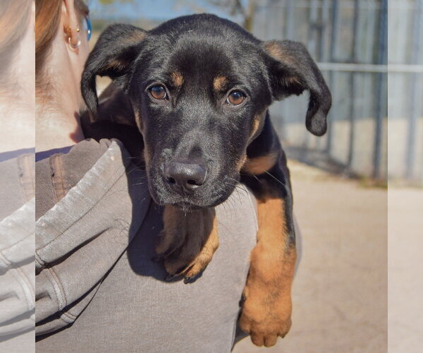 Medium Photo #5 German Shepherd Dog-Unknown Mix Puppy For Sale in Huntley, IL, USA