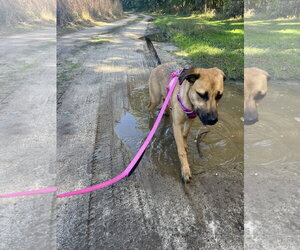 ESTELLA - Female Siberian Husky-Unknown Mix Dog for Adoption - Photo #2
