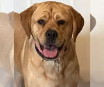 Small Labrador Retriever Mix