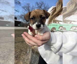 Medium Jack Russell Terrier