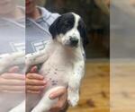 Puppy Puppy 1 Yogurt German Shorthaired Pointer-Great Pyrenees Mix