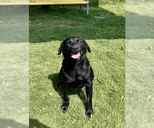 Labrador Retriever-Unknown Mix Dogs for adoption in Temple, TX, USA