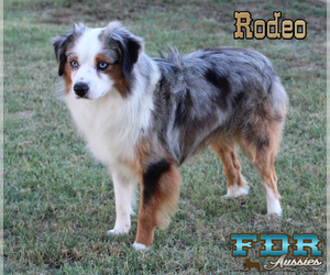 Father of the Miniature Australian Shepherd puppies born on 11/11/2021