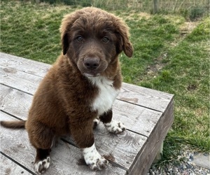 Australian Retriever-Australian Shepherd Mix Puppy for sale in DILLON, MT, USA