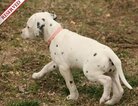 Small Photo #60 Dalmatian Puppy For Sale in ENID, OK, USA