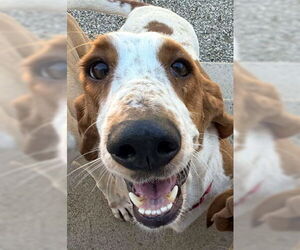 Basset Hound Dogs for adoption in Deepwater, NJ, USA