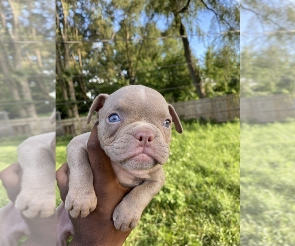 Medium Photo #2 American Bully Puppy For Sale in GARY, IN, USA