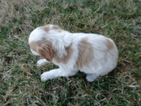 Small Photo #3 Brittany Puppy For Sale in CATALPA, VA, USA