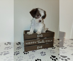 YorkiePoo Puppy for sale in HARRISON, AR, USA