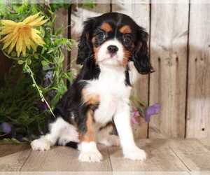 Cavalier King Charles Spaniel Puppy for sale in MOUNT VERNON, OH, USA