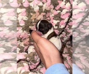 Papillon Puppy for sale in NILES, OH, USA