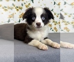 Small #1 Miniature Australian Shepherd