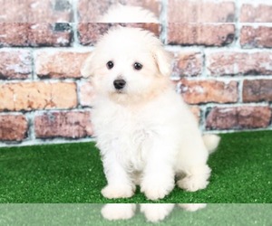 Maltichon Puppy for sale in BEL AIR, MD, USA