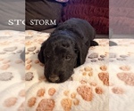 Small #2 Goldendoodle