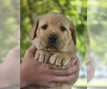 Small Photo #8 Labrador Retriever Puppy For Sale in BROWNS VALLEY, CA, USA