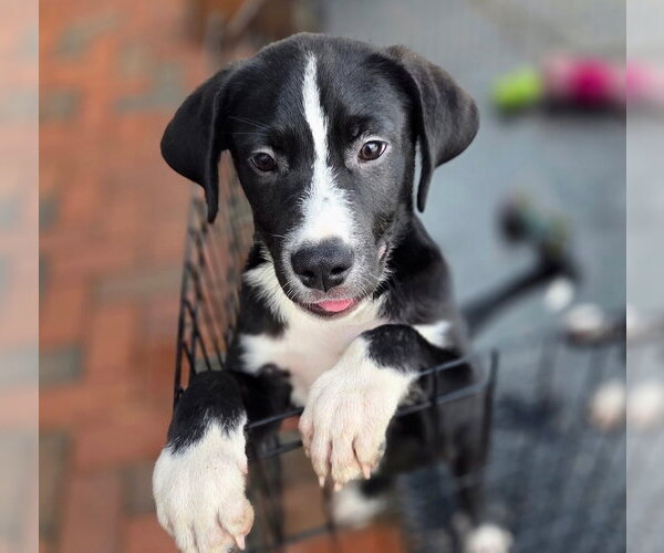 Medium Photo #6 Labrenees Puppy For Sale in Gilberts, IL, USA