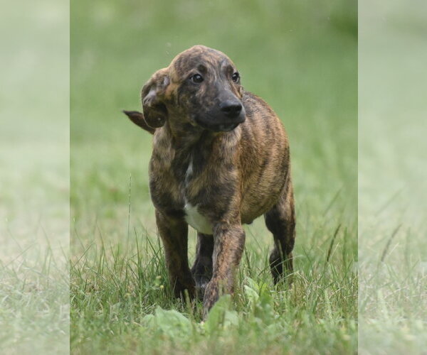 Medium Photo #6 Plott Hound-Unknown Mix Puppy For Sale in Mechanicsburg, PA, USA
