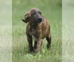 Small #5 Plott Hound Mix