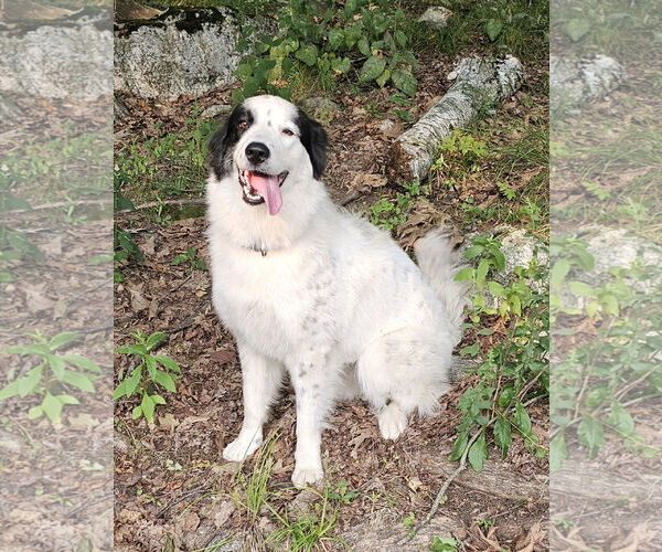 Medium Photo #2 Great Pyrenees-Unknown Mix Puppy For Sale in Croydon, NH, USA