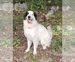 Small #1 Great Pyrenees Mix