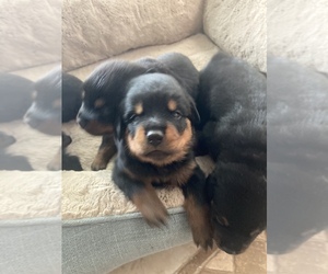 Rottweiler Puppy for sale in PORT SAINT LUCIE, FL, USA