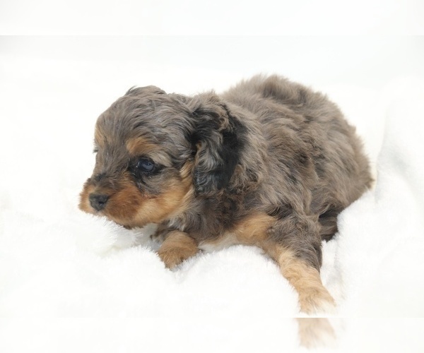 Medium Photo #11 Cockapoo Puppy For Sale in RIPLEY, TN, USA