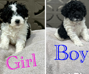 Poodle (Toy) Puppy for Sale in LOOGOOTEE, Indiana USA