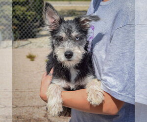 Asher - Female Mutt Dog for Adoption - Photo #3