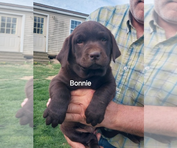 Medium Photo #2 Labrador Retriever Puppy For Sale in HARRISONBURG, VA, USA