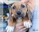 Small #2 Retriever  Mix