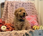 Small Photo #4 Golden Retriever Puppy For Sale in WILLARD, WI, USA