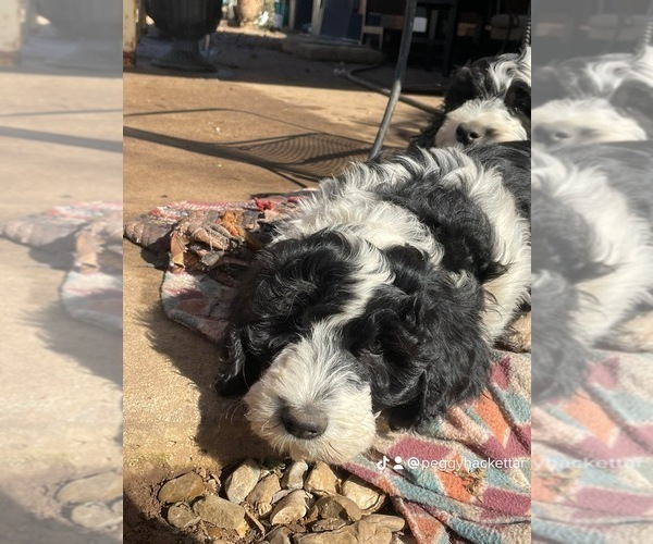 Medium Photo #9 Sheepadoodle Puppy For Sale in SPRINGDALE, AR, USA