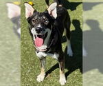 Small #2 Australian Kelpie
