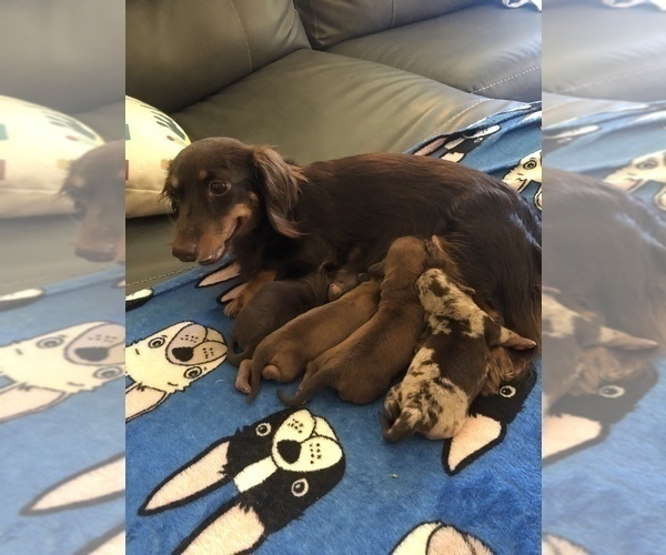 Medium Photo #2 Dachshund Puppy For Sale in ELFERS, FL, USA
