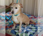 Small #1 Dachshund Mix