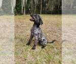 Small Photo #1  Puppy For Sale in , 