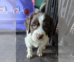 Brittany Puppy for sale in MOHAWK, NY, USA