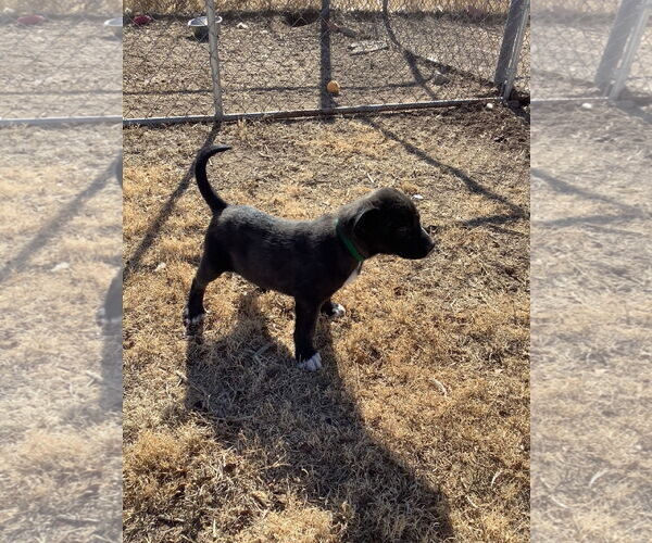 Medium Photo #1 Siberian Husky-Unknown Mix Puppy For Sale in Amarillo, TX, USA