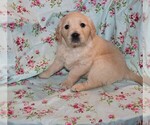 Small Photo #8 English Cream Golden Retriever Puppy For Sale in BLOOMINGTON, IN, USA