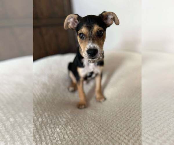 Medium Photo #1 Mutt Puppy For Sale in Coralville, IA, USA
