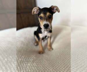 Mutt Dogs for adoption in Coralville, IA, USA