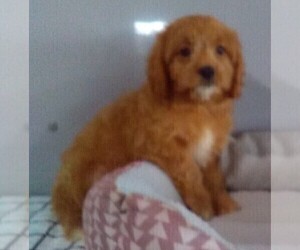 Cavapoo Puppy for sale in FREDERICKSBURG, OH, USA
